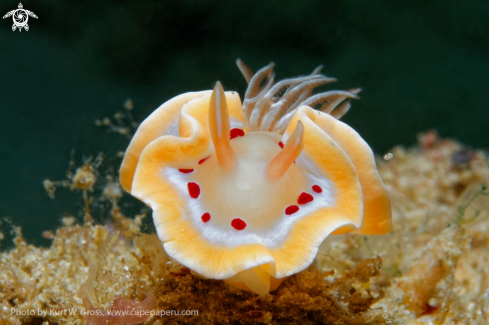 A Nudibranche