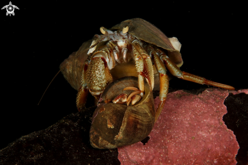 A Pagurus bernhardus | Hermit Crab