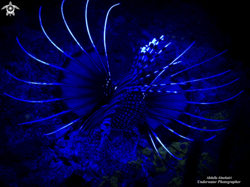 A Lionfish