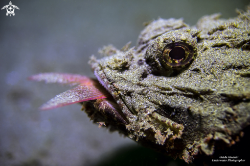 A Scorpion fish 