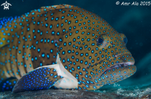 A Grouper 