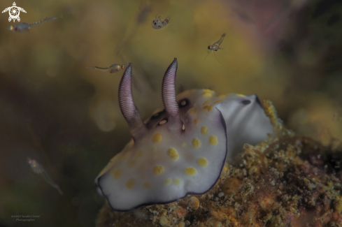 A Goniobranchus annulatus | Goniobranchus annulatus