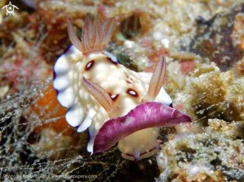 A Nudibranche