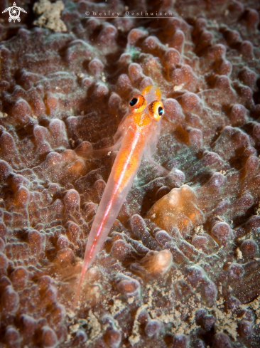 A Goby