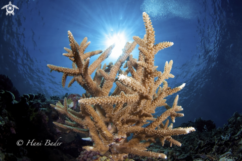 A acropora coral