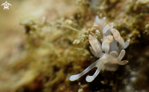 A flabelina bicolor