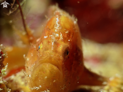 A frogfish