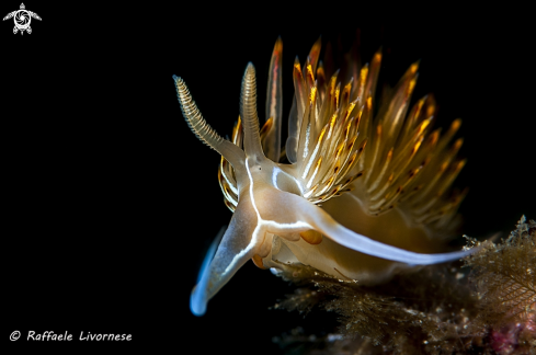 A Dondice Banyulensis | Dondice 