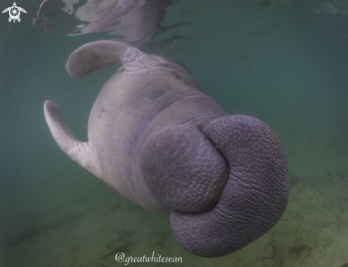 A Trichechus | Manatee