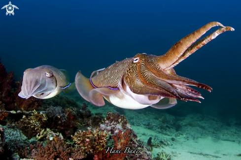 A cuttlefish