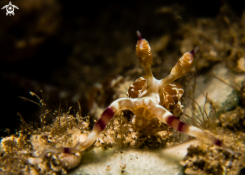 A Pteraeolidia semperi | Nudibranch