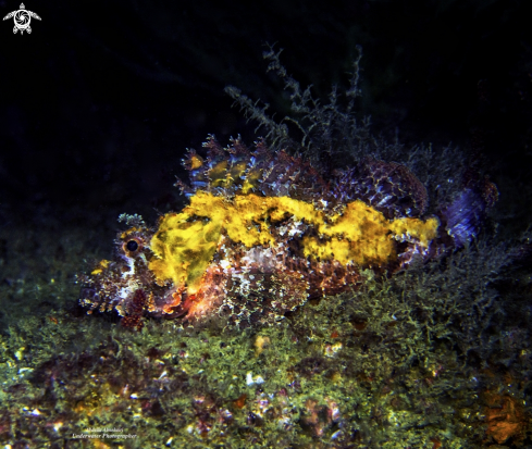 A Scorpion Fish