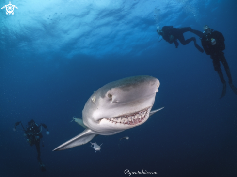 A Negaprion brevirostris | Lemon Shark