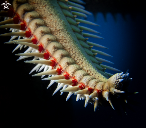 A Astropecten