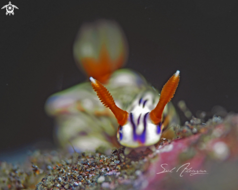 A Hypselodoris zephyra