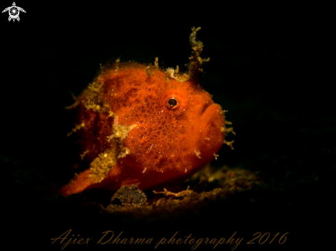 A frog fish 