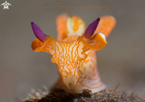 A thecacera sp | nudibranch