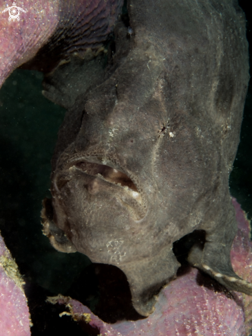 A Frogfish | Frogfish