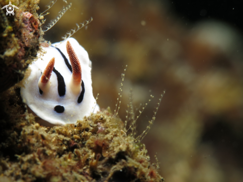 A chromodorididae | chromodoris dianae