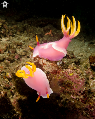 A Nudibranch