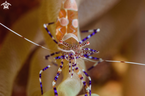 A Periclimenes yucatanicus | Spotted cleaner shrimp