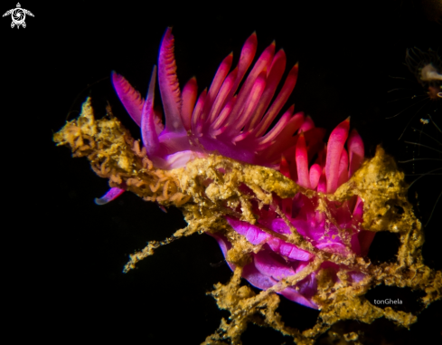 A Flabillina sp. | Nudibranch