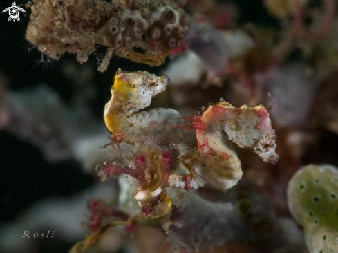 A Pontohi Pygmy Seahorse