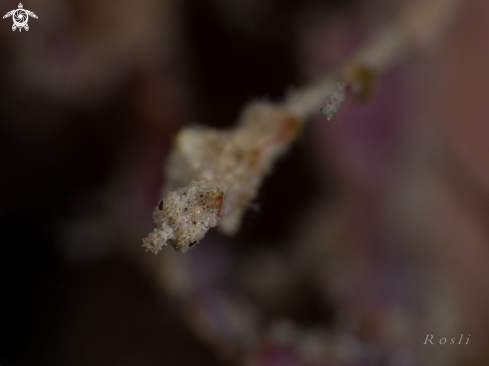 A Lembeh Seadragon