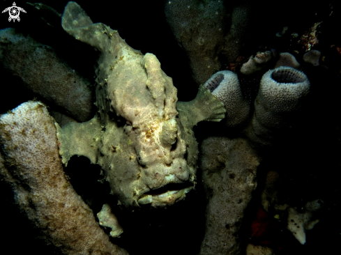 A frogfish