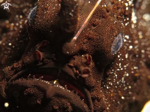 A frogfish