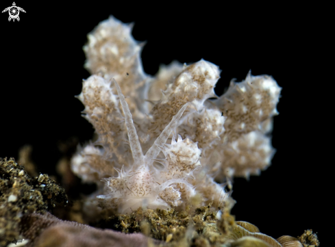 A Phyllodesmium Koehleri