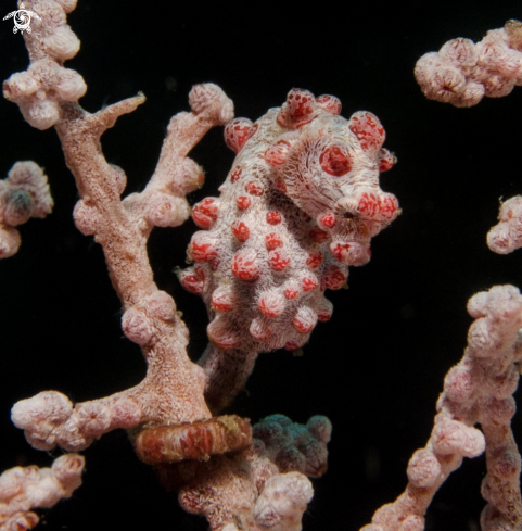 A Pygmy Seahorse