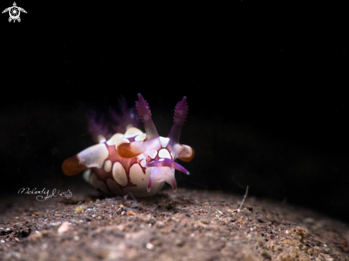 A Trapania  Nudibranch  | Takako Nudibranch