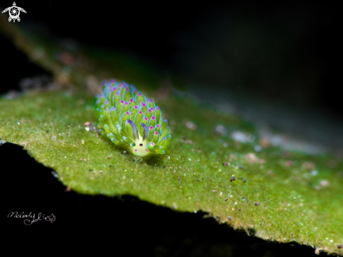 A Costasiella sp. | Sheep Nudibranch