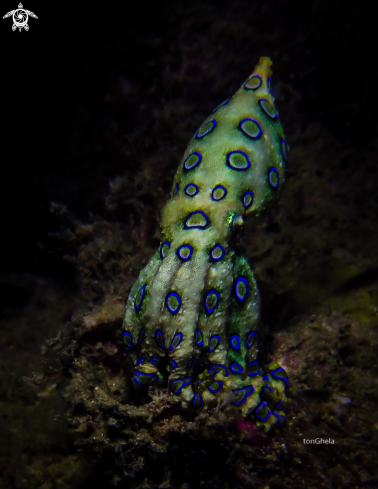 A Hapalochlaena lunulata | Blue Ringed Octopus