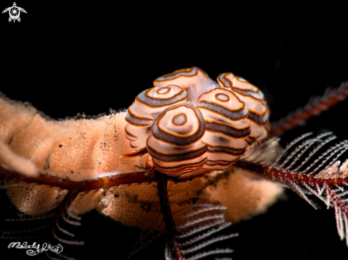 A Dotto Nudibranch | Donut Nudibranch