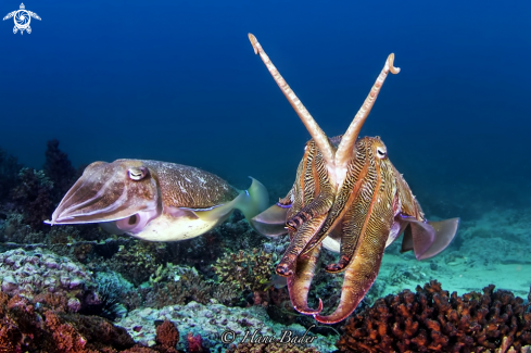 A cuttlefish