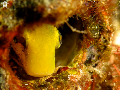 A yellow goby 