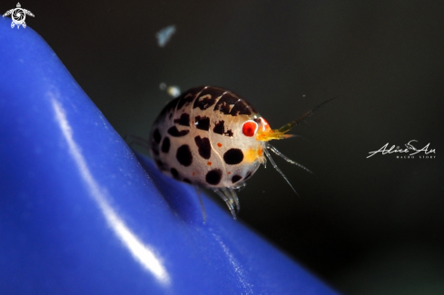 A ladybug