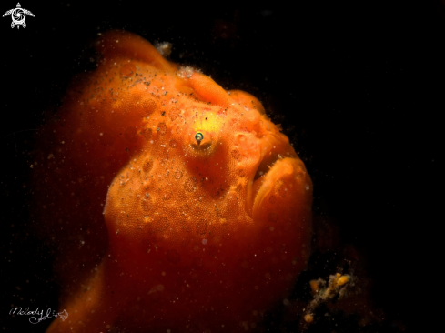 A Frog fish