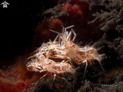 A Tiger Shrimp