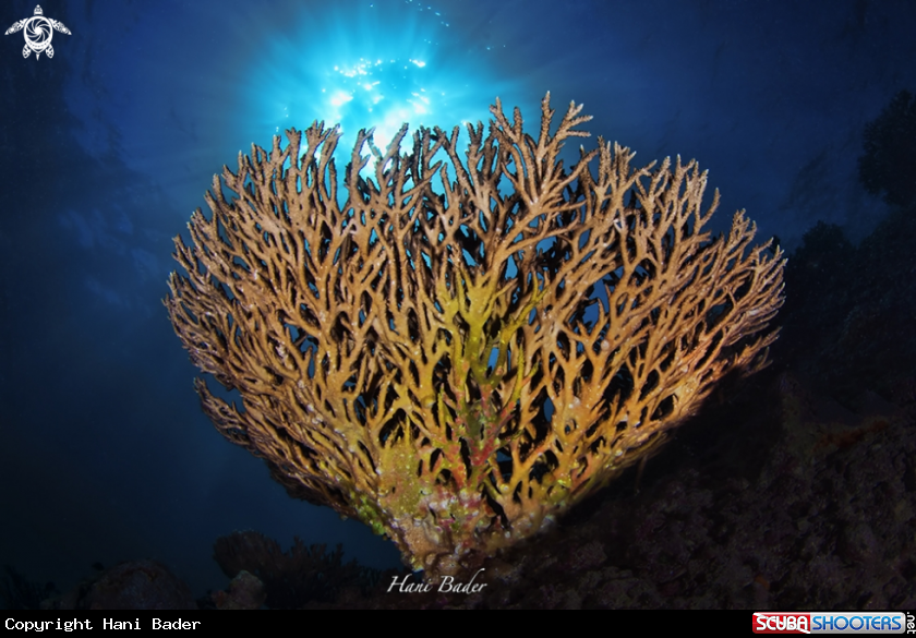 A acropora coral