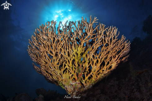 A acropora coral