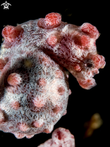 A Bargibanti Pygmi Seahorse | Bargibanti Pygmi Seahorse