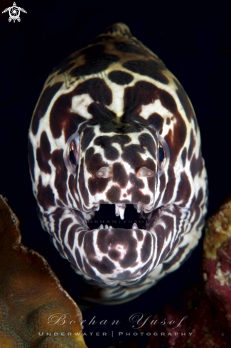 A Leopard Moray Eel