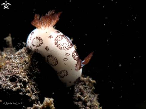 A Jorunna Funebris | Funeral Nudibranch