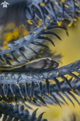 A Brittlestar diner on a Dendronephthya, Fish Sniffer crinoid (Crinoid cling fish). 