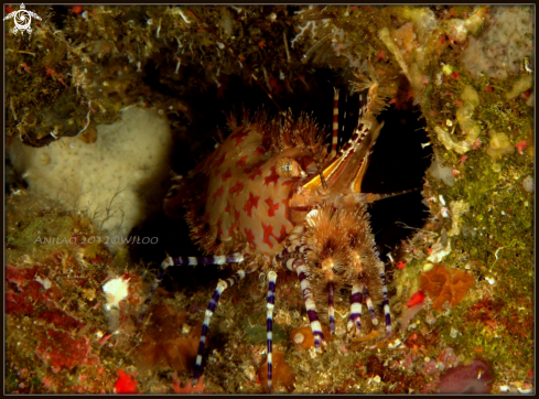 A Marble Shrimp