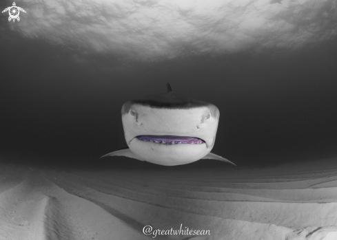 A Galeocerdo cuvier | Tiger Shark