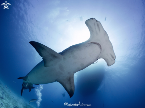 A Great Hammerhead